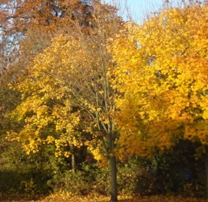 Golden trees